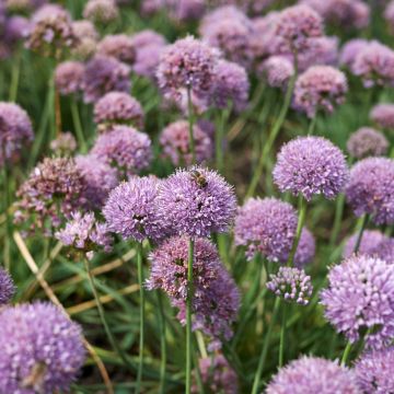 Allium Avatar - Aglio ornamentale