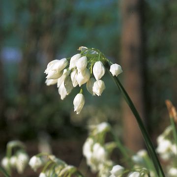 Allium paradoxum var. normale - Aglio ornamentale