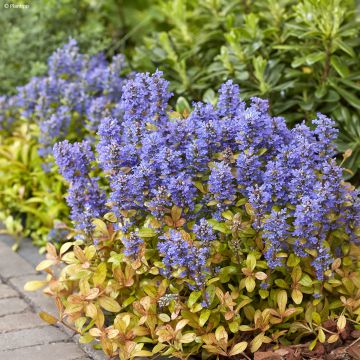 Ajuga Feathered Friends Fancy Finch - Bugola