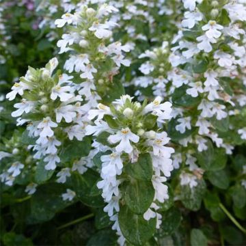 Ajuga reptans Alba - Bugola bianca