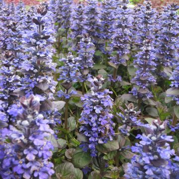 Ajuga reptans Catlin's Giant - Bugola