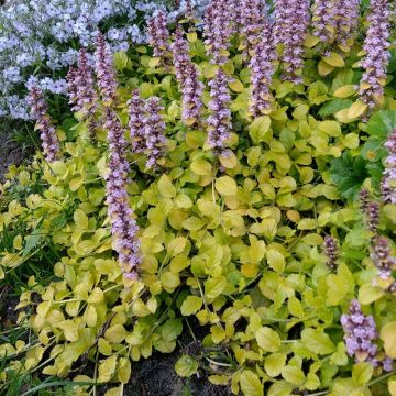 Ajuga reptans Gold Chang - Bugola