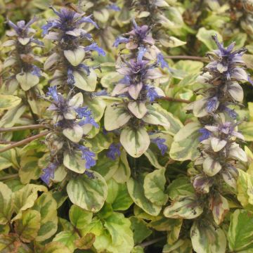 Ajuga reptans Golden Glow - Bugola