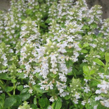 Ajuga reptans Sanne - Bugola