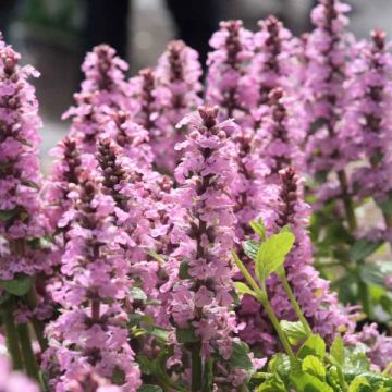 Ajuga reptans Purple Torch - Bugola