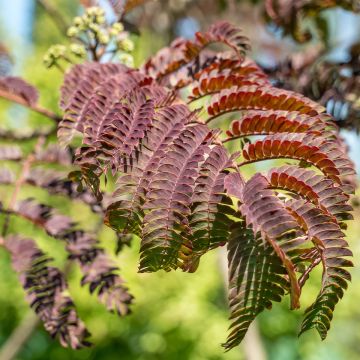 Albizia julibrissin Evey's Pride - Acacia di Costantinopoli