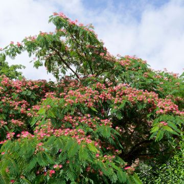 Albizzia julibrissin Rosea - Acacia di Costantinopoli