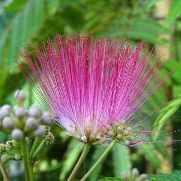 Albizia julibrissin Rouge Selection - Acacia di Costantinopoli