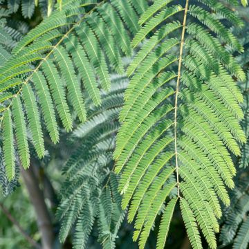 Albizia julibrissin Shidare - Acacia di Costantinopoli