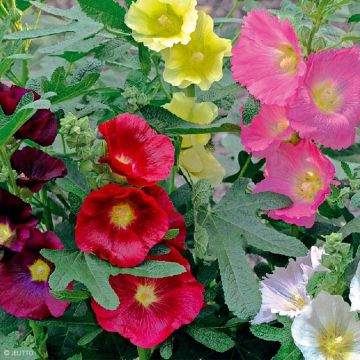 Alcea ficifolia Las Vegas - Malvarosa