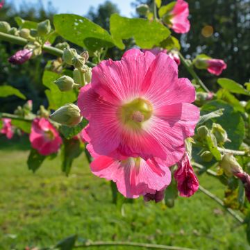 Alcea ficifolia - Malvarosa