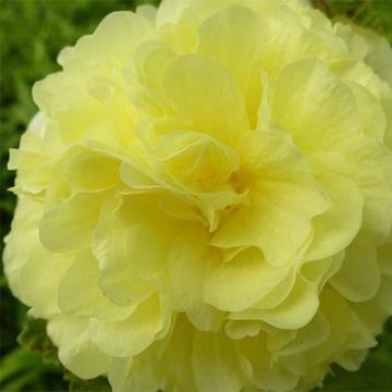 Alcea rosea Chater's Double Yellow - Malvarosa