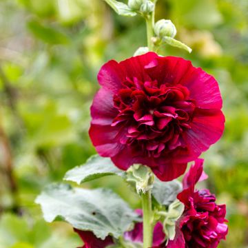 Alcea rosea Chatter's Red - Malvarosa