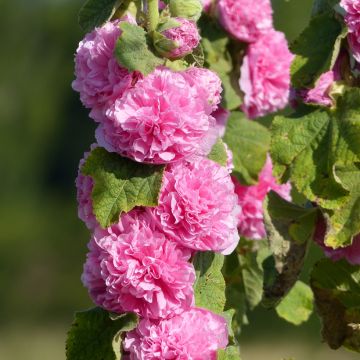 Alcea rosea Chater's Rose-Pink  (semi) - Malvarosa