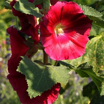 Alcea rosea Mars Magic - Malvarosa