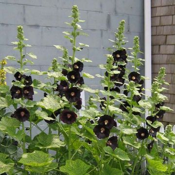 Alcea rosea Nigra - Malvarosa