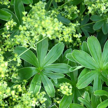 Alchemilla alpina