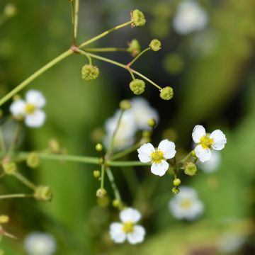 Alisma lanceolatum - Mestolaccia lanceolata