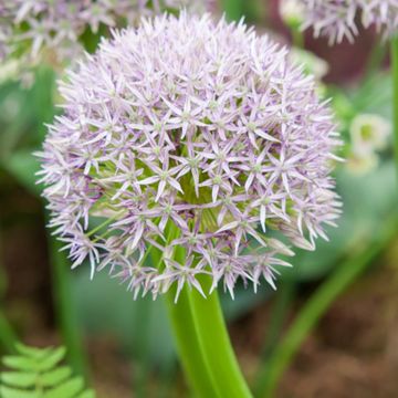 Allium Round and Purple - Aglio ornamentale