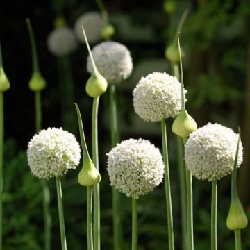 Allium ampeloprasum White Cloud - Porraccio