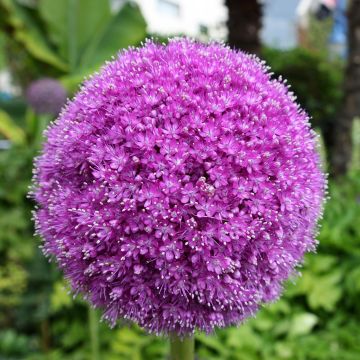 Allium Lucy Ball - Aglio ornamentale