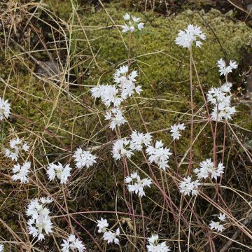 Allium amplectens Graceful Beauty - Aglio ornamentale