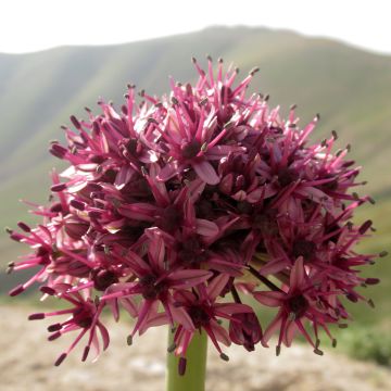 Allium aschersonianum - Aglio ornamentale