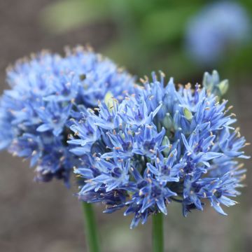 Allium caeruleum - Aglio ornamentale blu