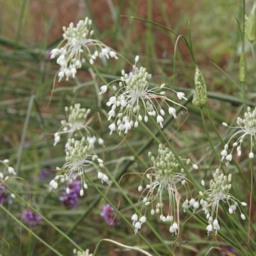 Allium carinatum subsp. pulchellum Album - Aglio ornamentale