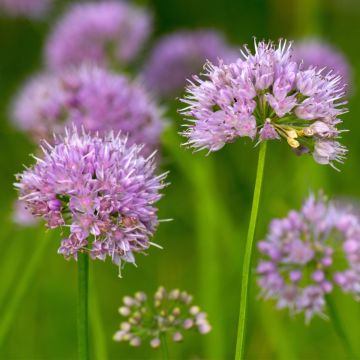 Allium carolinianum Rosy Dream - Aglio ornamentale