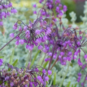 Allium cernuum - Aglio ornamentale