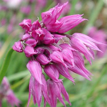 Allium cyathophorum var farreri - Aglio ornamentale