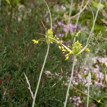 Allium flavum - Aglio giallo