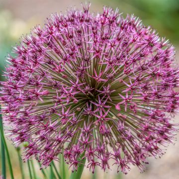 Allium karataviense Red Giant - Aglio ornamentale