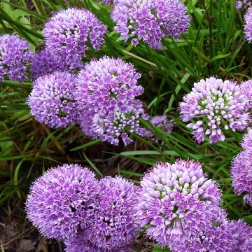 Allium Little Sapphire - Aglio ornamentale