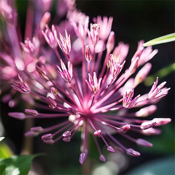 Allium nevskianum - Aglio ornamentale