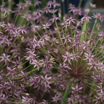 Allium schubertii Spider - Aglio ornamentale