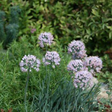 Allium senescens subsp. montanum - Aglio montano