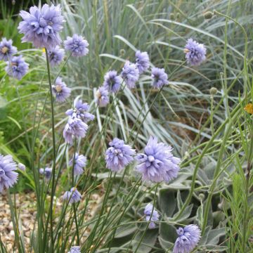 Allium sikkimense - Aglio ornamentale