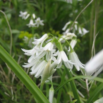 Allium triquetrum - Aglio triquetro