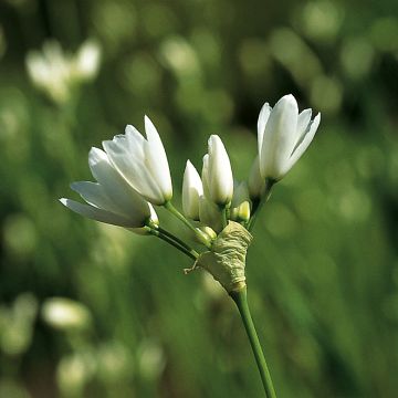 Allium zebdanense - Aglio ornamentale