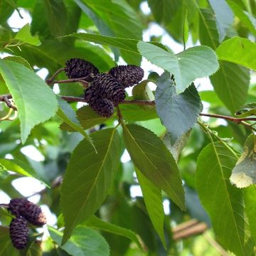 Alnus spaethii - Ontano