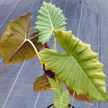 Alocasia Mayan mask - Orecchie d'Elefante