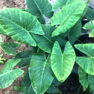 Alocasia cucullata - Orecchie d'Elefante