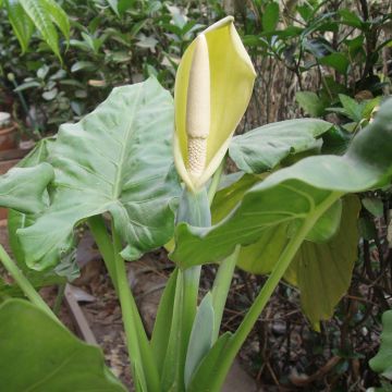 Alocasia macrorrhizos - Orecchie d'Elefante