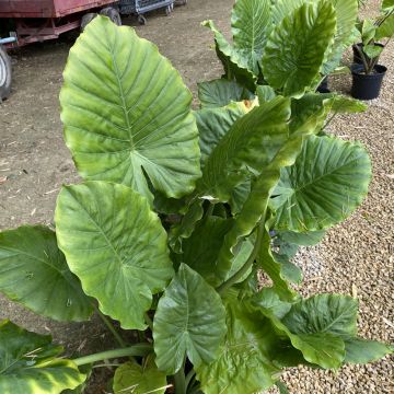 Alocasia odora - Orecchie d'Elefante