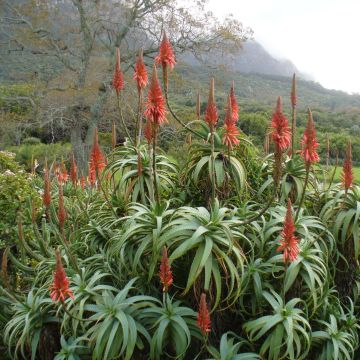 Aloe arborescens