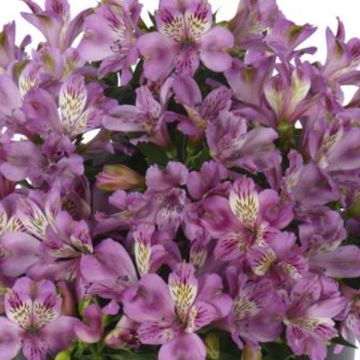 Alstroemeria Inticancha Navajo