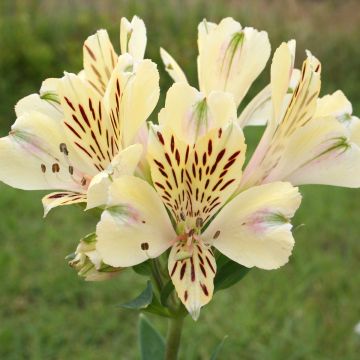 Alstroemeria Pitchounes Noah