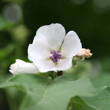 Althaea officinalis - Altea comune